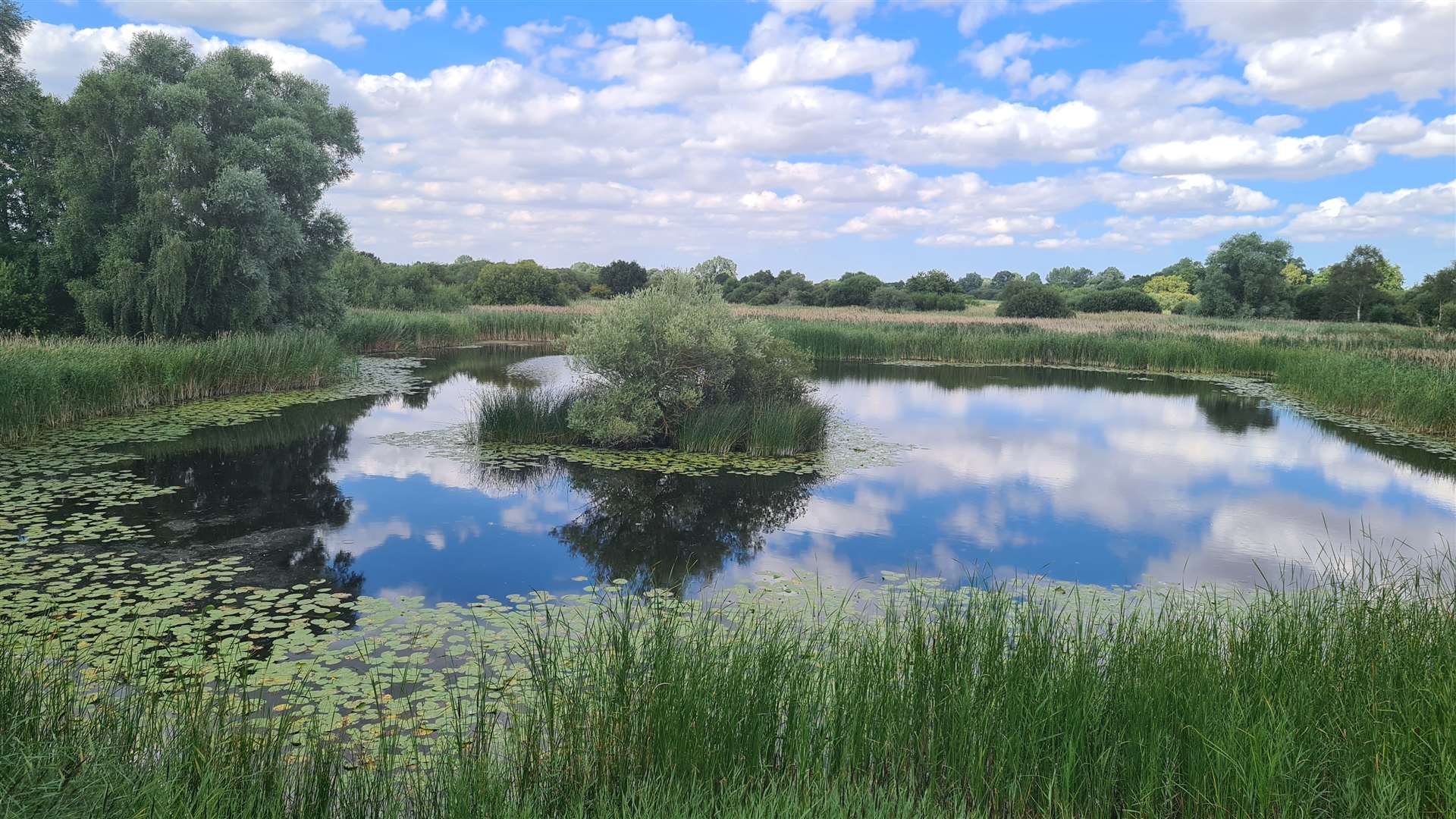 Lowland fen  The Wildlife Trusts